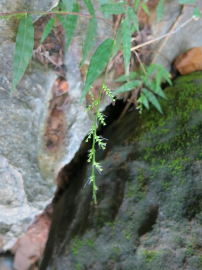 Cyphochlaena madagascariensis, photographed by bat (Maria Vorontsova)