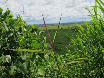 Setaria vatkeana, photographed by bat (Maria Vorontsova)