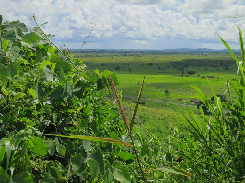 Setaria vatkeana, photographed by bat (Maria Vorontsova)