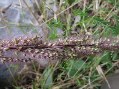 Setaria vatkeana, photographed by bat (Maria Vorontsova)