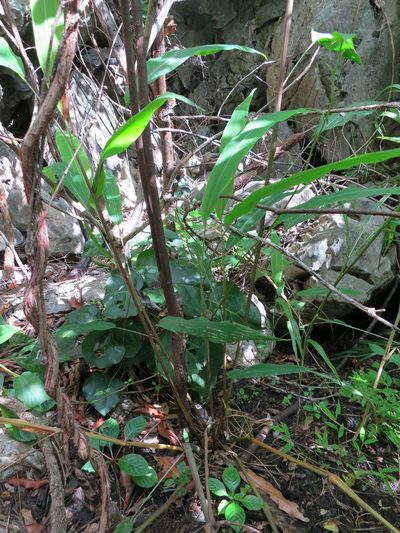 Setaria vatkeana, photographed by bat (Maria Vorontsova)