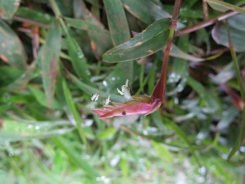 Thuarea perrieri, photographed by bat (Maria Vorontsova)