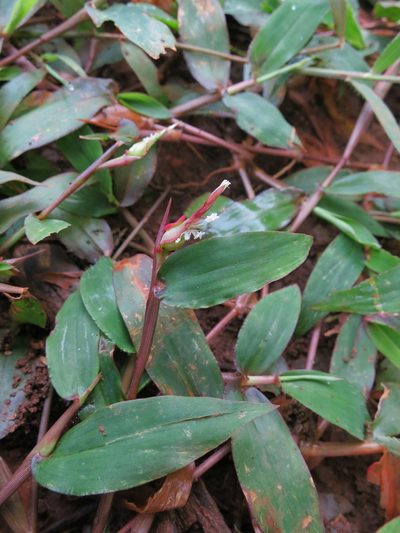Thuarea perrieri, photographed by bat (Maria Vorontsova)