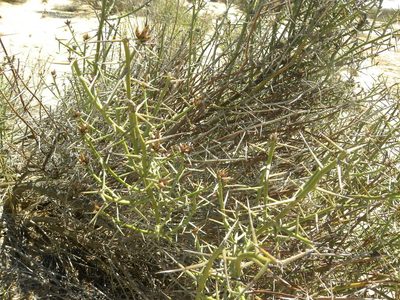 Hoplophyllum spinosum, photographed by Jacklyn Farmer