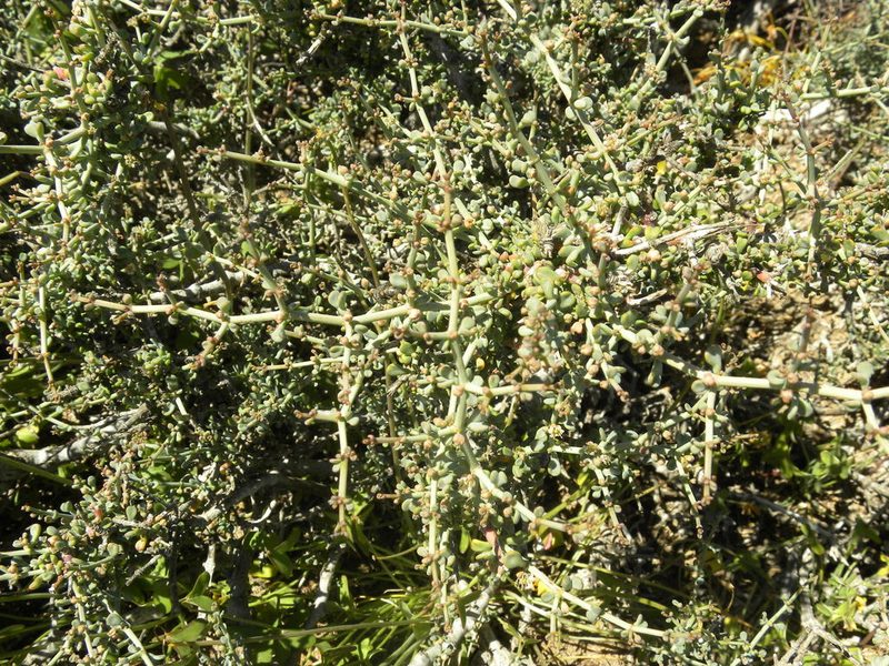 Zygophyllum retrofractum, photographed by Jacklyn Farmer