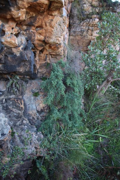 Cliffortia complanata, photographed by Tony Rebelo