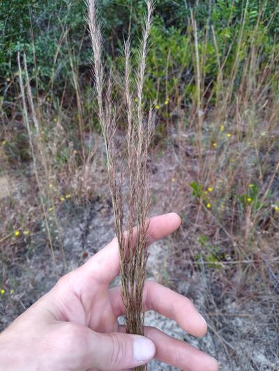 Aristida condensata, photographed by Scott Ward
