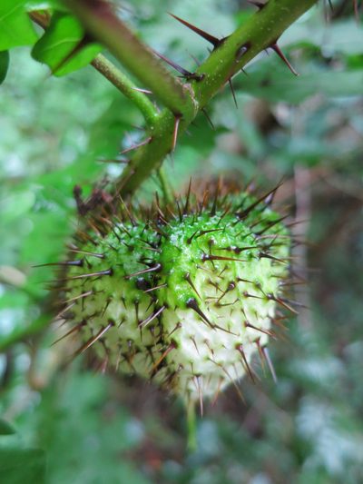 Solanum mahoriense, photographed by bat (Maria Vorontsova)