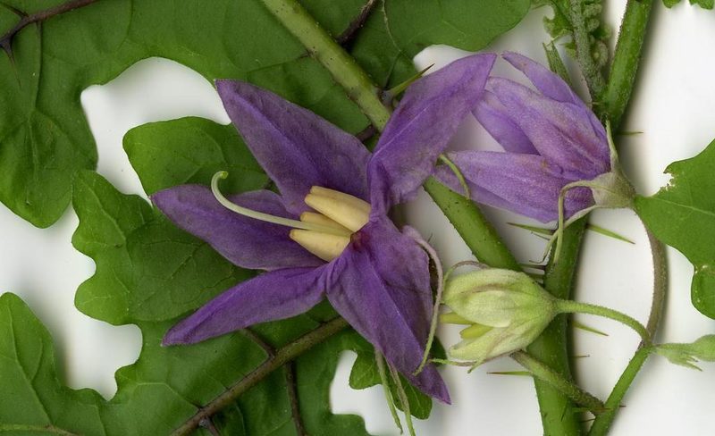 Solanum mahoriense, photographed by bat (Maria Vorontsova)