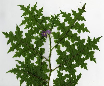 Solanum mahoriense, photographed by bat (Maria Vorontsova)