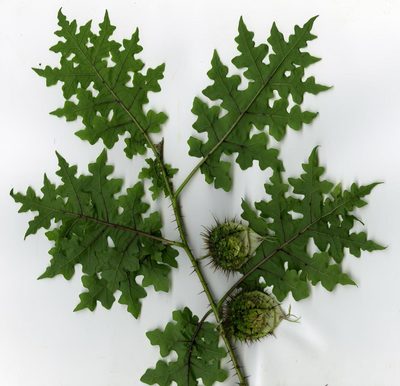 Solanum mahoriense, photographed by bat (Maria Vorontsova)
