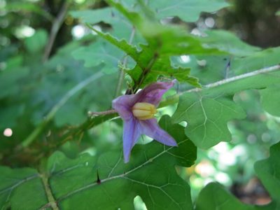 Solanum mahoriense, photographed by bat (Maria Vorontsova)