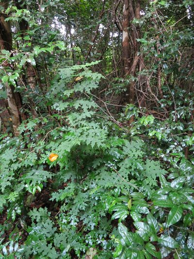 Solanum mahoriense, photographed by bat (Maria Vorontsova)