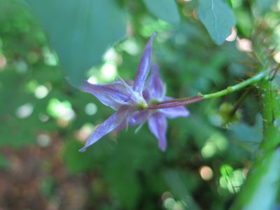 Solanum mahoriense, photographed by bat (Maria Vorontsova)