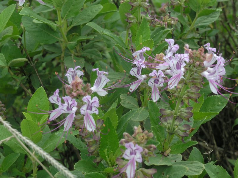 Ocimum grandiflorum, photographed by Oleg Kosterin