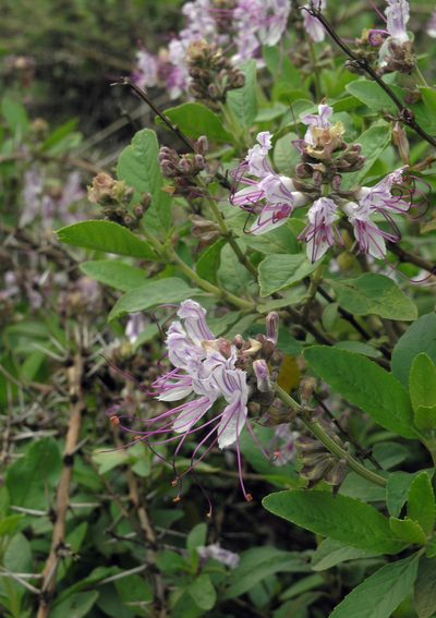 Ocimum grandiflorum, photographed by Oleg Kosterin