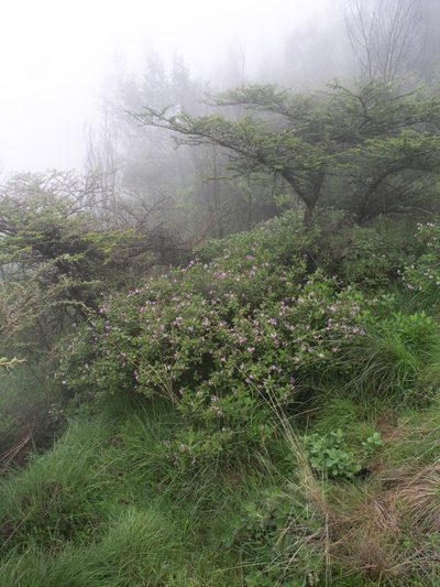 Ocimum grandiflorum, photographed by Oleg Kosterin