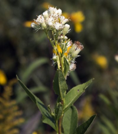 Hasteola suaveolens, photographed by aarongunnar
