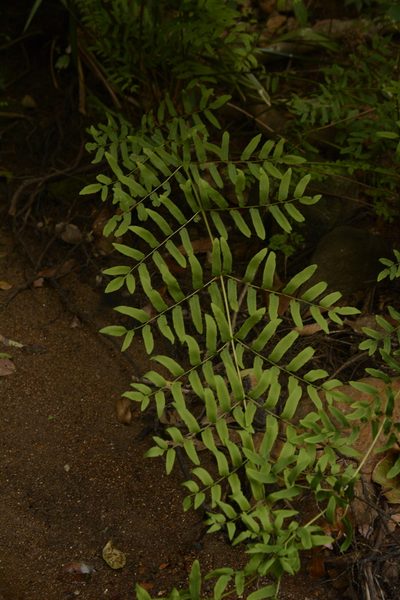 Osmunda acuta, photographed by Siddarth Machado