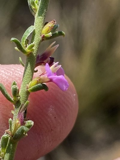 Muraltia dispersa, photographed by Dave U