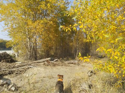 Populus angustifolia, photographed by Laura Holloway