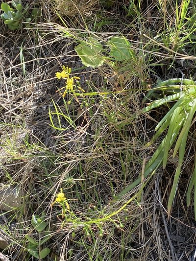 Bulbine meiringii, photographed by Dave U