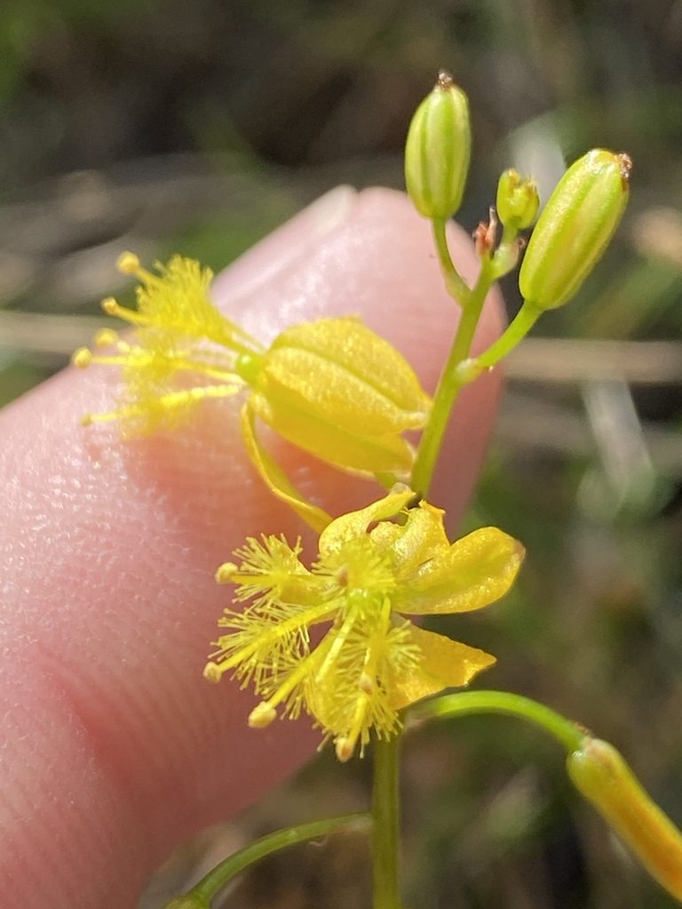Bulbine meiringii, photographed by Dave U