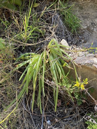 Bulbine meiringii, photographed by Dave U