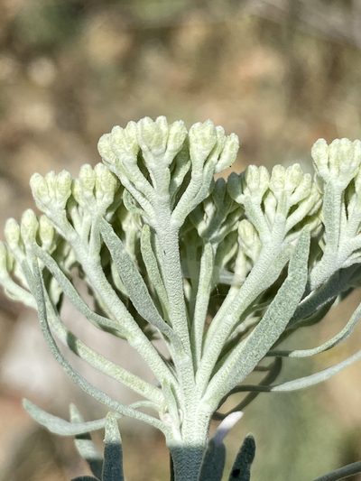 Athanasia tomentosa, photographed by Dave U
