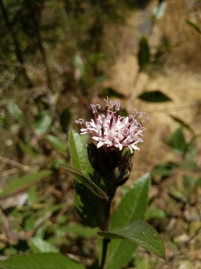 Lagascea rigida, photographed by Victor Arenas