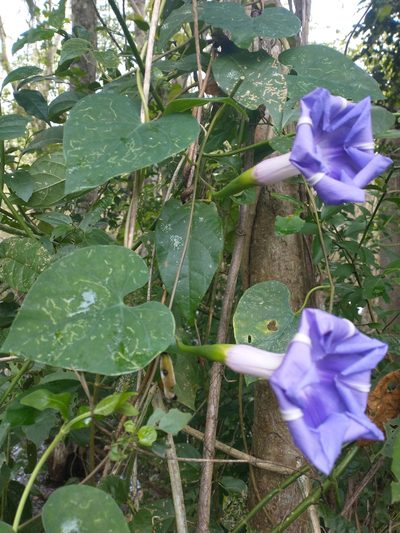 Ipomoea clavata, photographed by Juan Cruzado Cortés