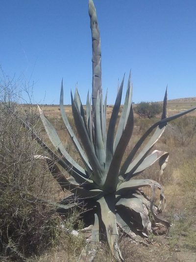 Agave mapisaga, photographed by amauryarqu