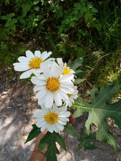 Montanoa grandiflora, photographed by Victor Arenas