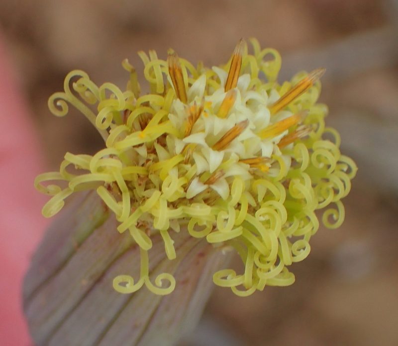 Senecio acaulis, photographed by Nicola van Berkel