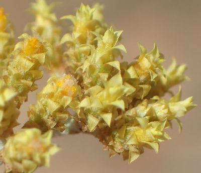 Helichrysum excisum, photographed by Nicola van Berkel