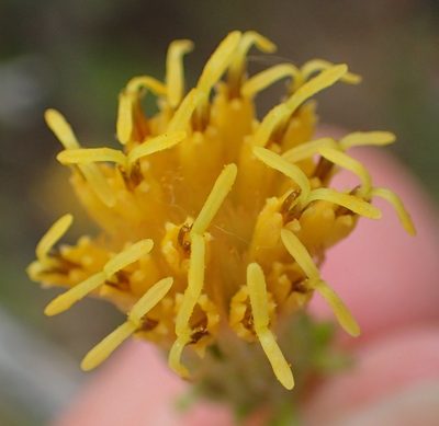 Pegolettia baccharidifolia, photographed by Nicola van Berkel