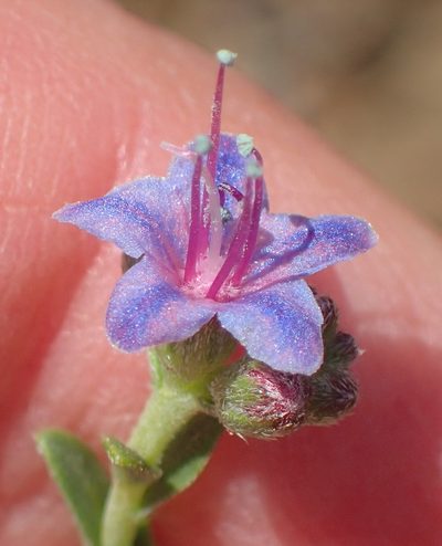 Lobostemon echioides, photographed by Nicola van Berkel