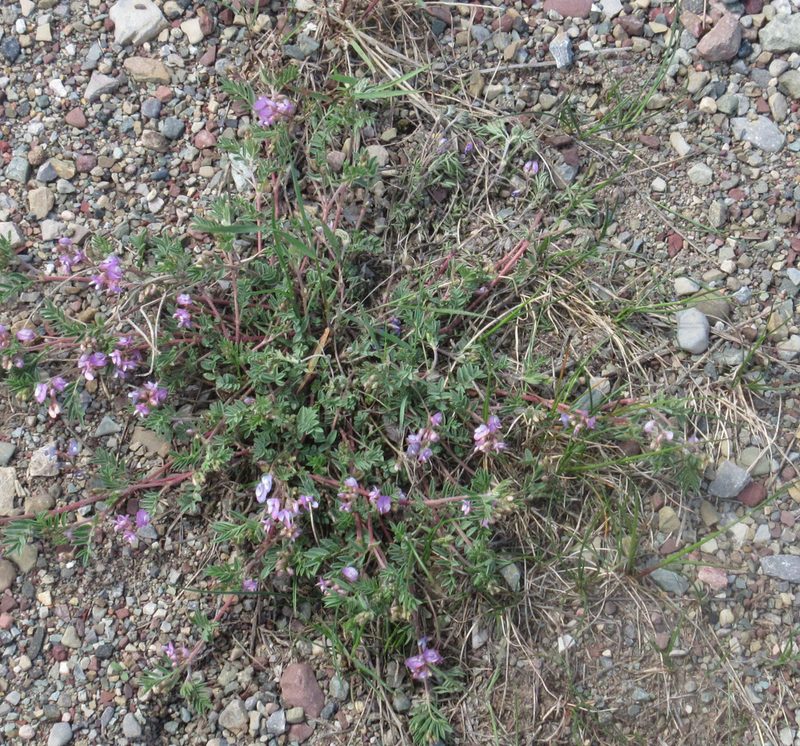 Astragalus vexilliflexus, photographed by John W. Hancock