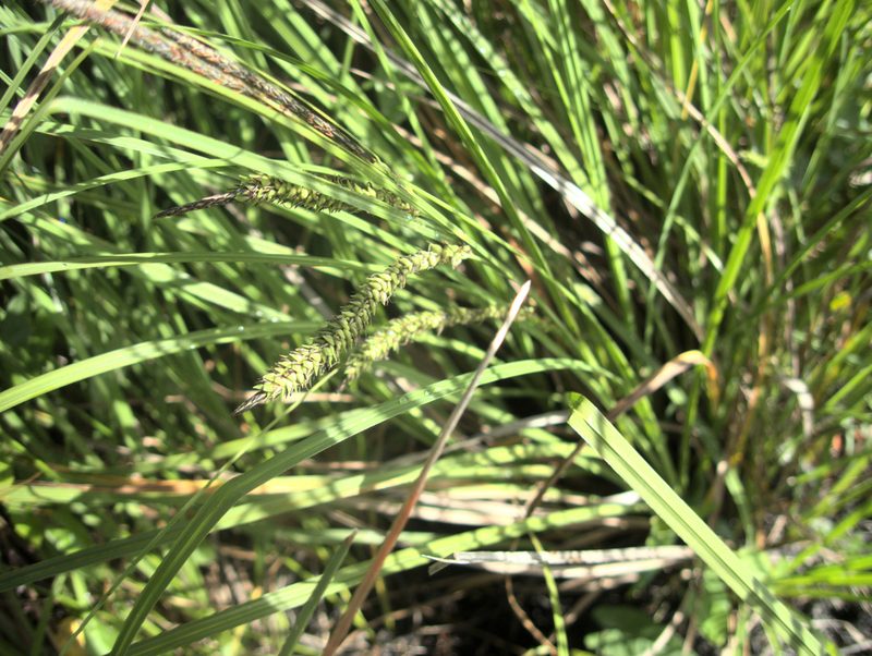 Carex subdola, photographed by Paul Bell-Butler