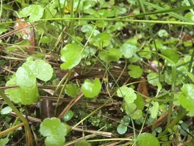 Hydrocotyle pterocarpa, photographed by Paul Bell-Butler