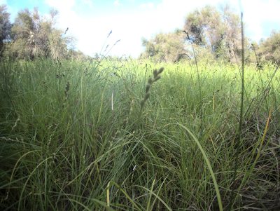 Carex longii, photographed by Paul Bell-Butler