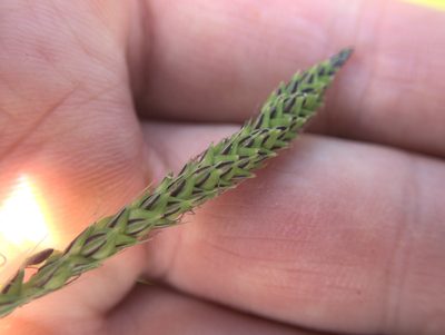 Carex subdola, photographed by Paul Bell-Butler