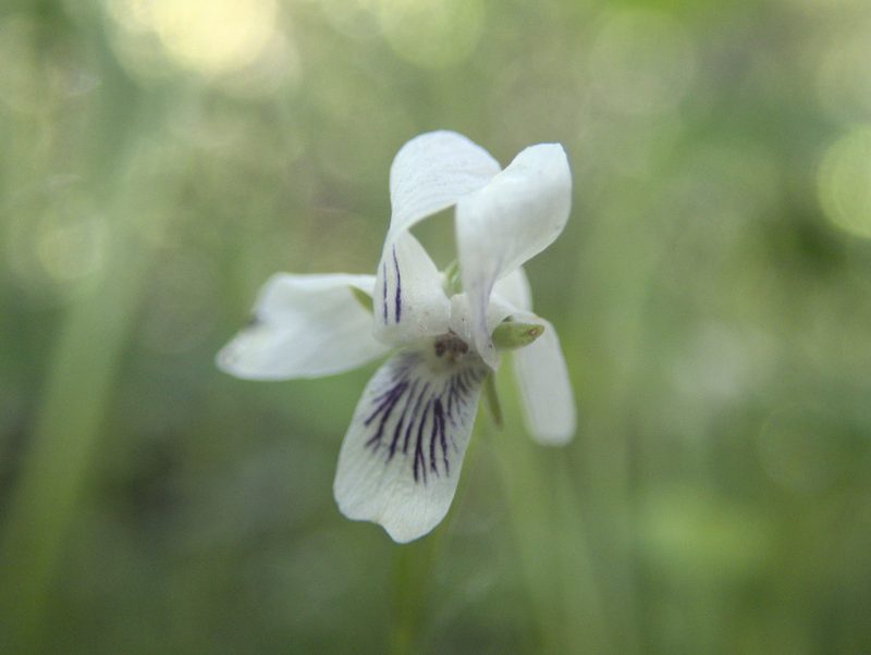 Viola lyallii, photographed by Paul Bell-Butler