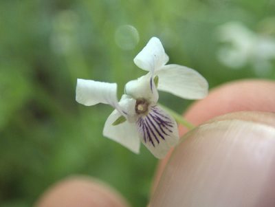 Viola lyallii, photographed by Paul Bell-Butler