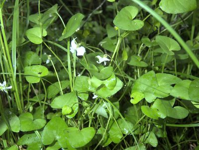 Viola lyallii, photographed by Paul Bell-Butler