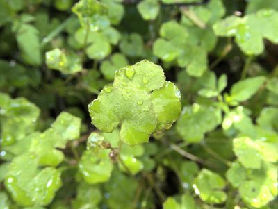 Hydrocotyle novae-zeelandiae, photographed by Paul Bell-Butler