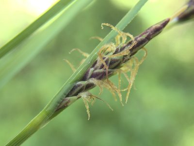 Carex subdola, photographed by Paul Bell-Butler