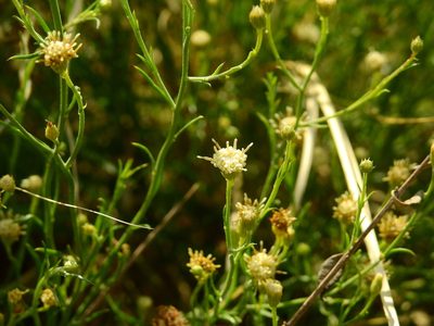 Baccharis darwinii, photographed by Guillermo Debandi