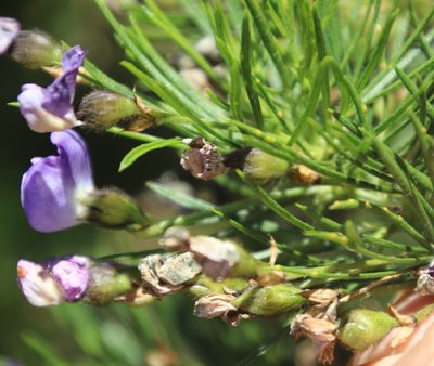 Psoralea arborea, photographed by Tony Rebelo