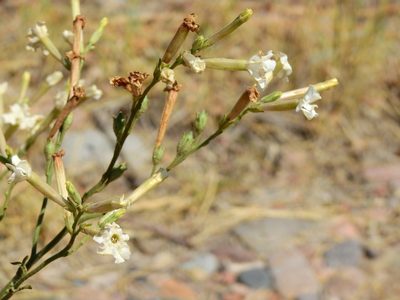 Nicotiana noctiflora, photographed by Guillermo Debandi